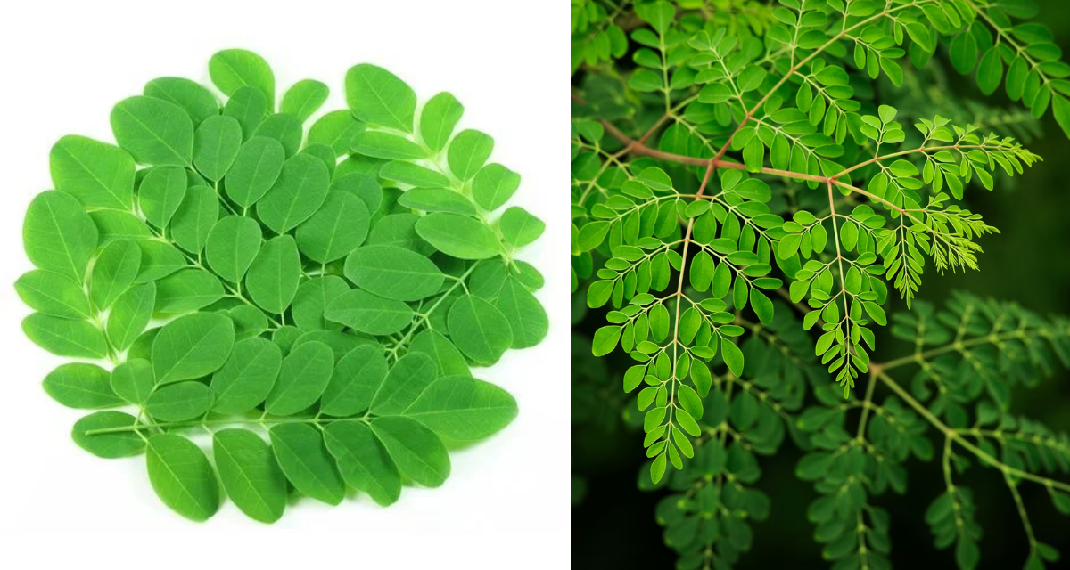 100 बीमारियों को ठीक कर देगा यह चमत्कारी पौधा, बीपी से लेकर गठिया तक होंगे तुरंत ठीक 5 moringa benefits