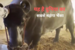 यह है हरियाणा का सबसे महंगा भैंसा कीमत 23 करोड़ जानिए क्या-क्या खाता है 3 most expensive buffalo