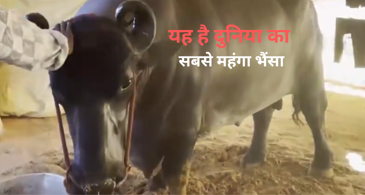 most expensive buffalo