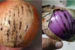 काले धब्बे वाले प्याज खा लिए तो आप कर रहे अपने बच्चों की जिंदगी से खिलवाड़,जानिए पूरी सच्चाई 6 onions with black spots